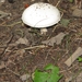 Paddestoelen (40)