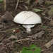 Paddestoelen (41)