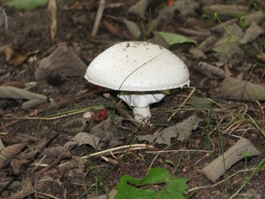 Paddestoelen (41)