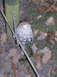 Paddestoelen (42)