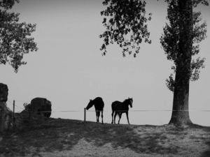 Nederland-Brabant (14)