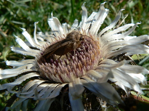 zilverdistel