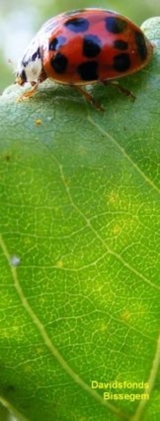 boekenlegger Davidsfonds Bissegem4