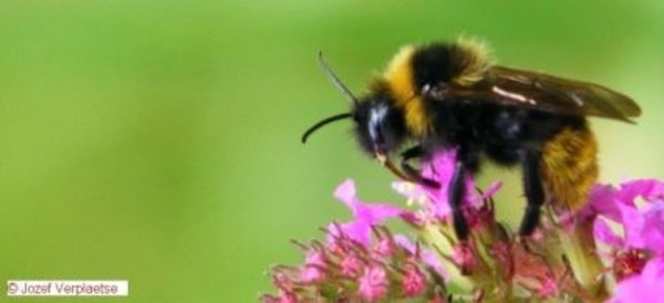 Bombus distinguendus (Hymenoptera)