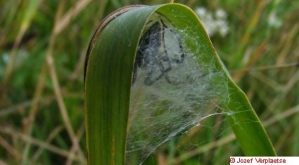 dak perfect waterdicht goede afvoer bescherming tegen de zon luch