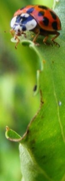 Neerbeekvallei Bissegem     Jozef Verplaetse
