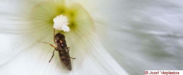 Neerbeekvallei Bissegem     Jozef Verplaetse