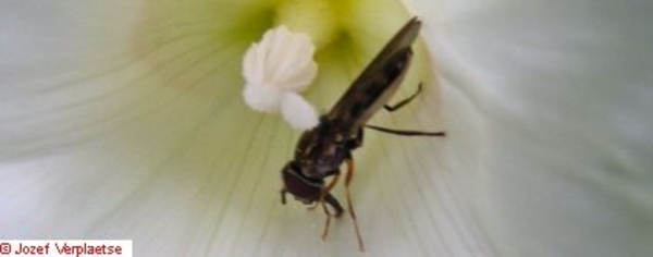 Neerbeekvallei Bissegem     Jozef Verplaetse