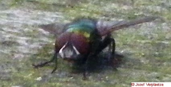 Neerbeekvallei Bissegem     Jozef Verplaetse