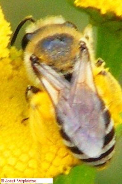 Neerbeekvallei Bissegem     Jozef Verplaetse