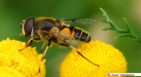 Neerbeekvallei Bissegem     Jozef Verplaetse