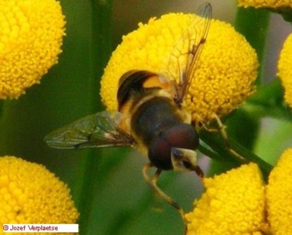Neerbeekvallei Bissegem     Jozef Verplaetse