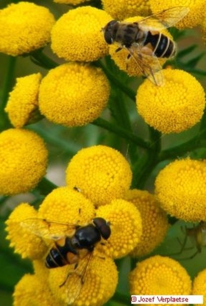 Neerbeekvallei Bissegem     Jozef Verplaetse