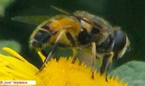 Neerbeekvallei Bissegem     Jozef Verplaetse