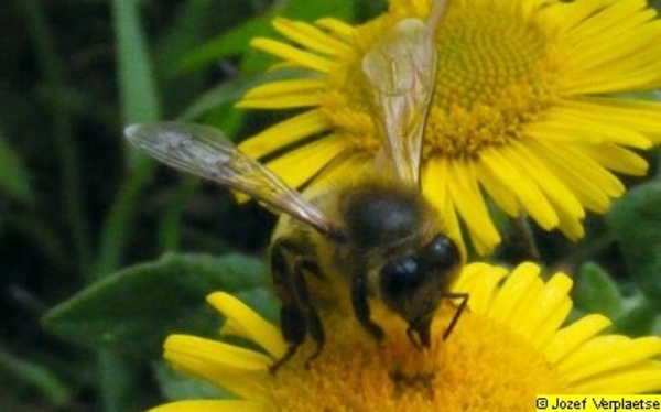 Neerbeekvallei Bissegem     Jozef Verplaetse