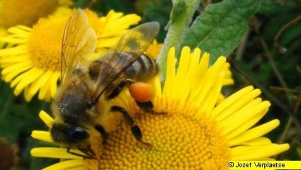 Neerbeekvallei Bissegem     Jozef Verplaetse