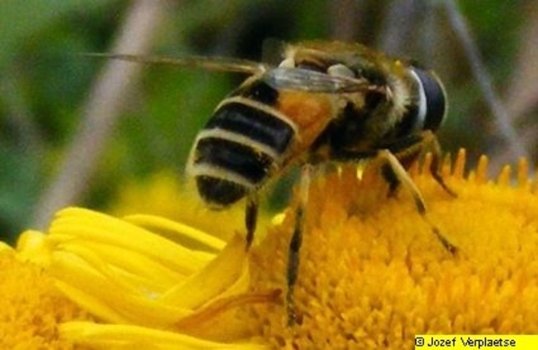 Neerbeekvallei Bissegem     Jozef Verplaetse