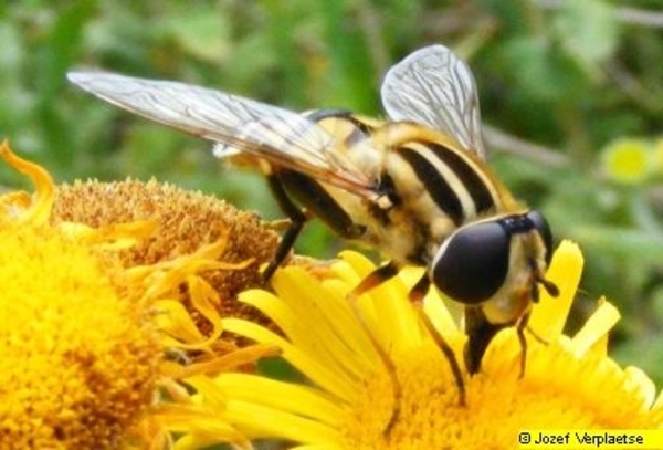 Neerbeekvallei Bissegem     Jozef Verplaetse