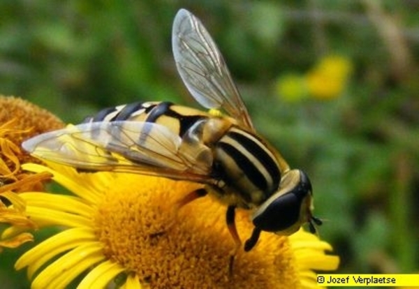 Neerbeekvallei Bissegem     Jozef Verplaetse