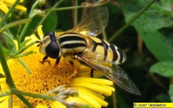 Neerbeekvallei Bissegem     Jozef Verplaetse