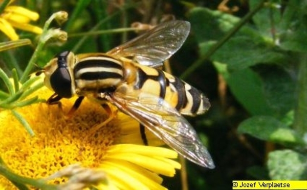 Neerbeekvallei Bissegem     Jozef Verplaetse