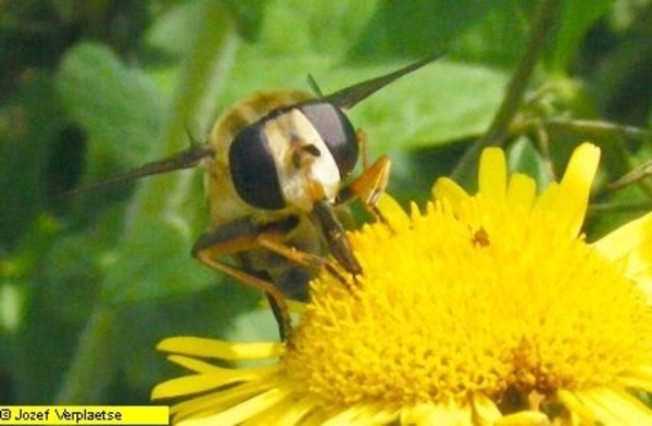 Neerbeekvallei Bissegem     Jozef Verplaetse