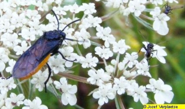 Neerbeekvallei Bissegem     Jozef Verplaetse