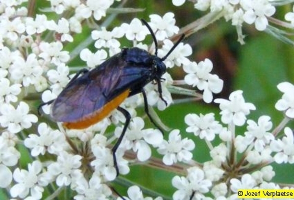 Neerbeekvallei Bissegem     Jozef Verplaetse