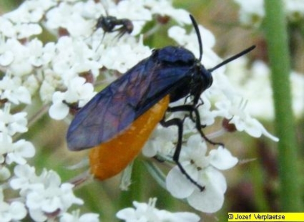 Neerbeekvallei Bissegem     Jozef Verplaetse