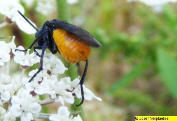 Neerbeekvallei Bissegem     Jozef Verplaetse