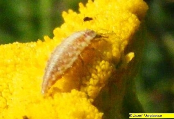 Neerbeekvallei Bissegem     Jozef Verplaetse