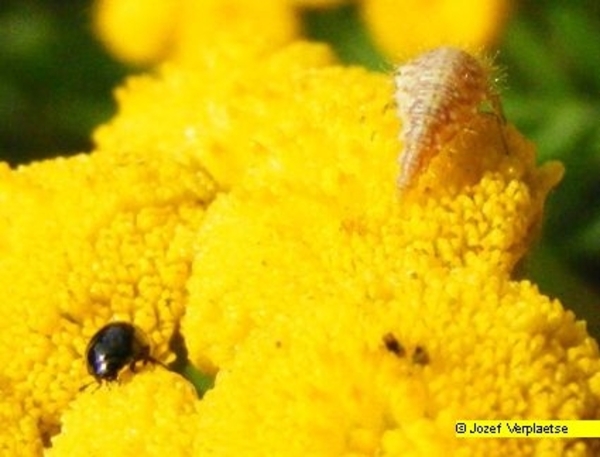 Neerbeekvallei Bissegem     Jozef Verplaetse