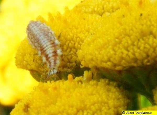 Neerbeekvallei Bissegem     Jozef Verplaetse