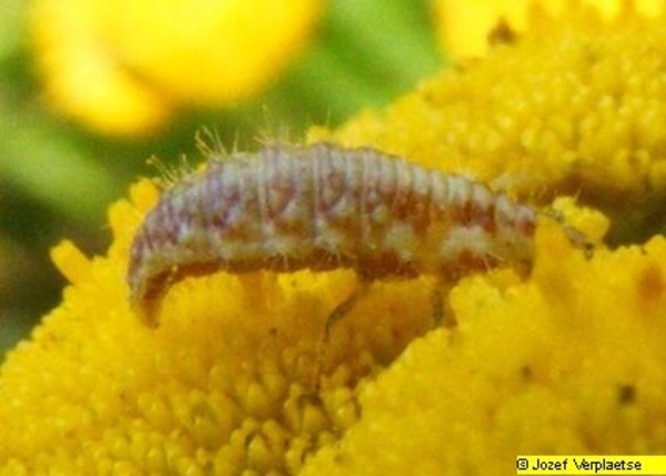 Neerbeekvallei Bissegem     Jozef Verplaetse