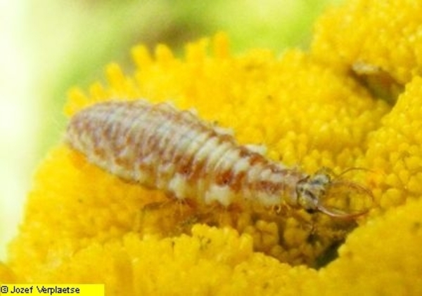 Neerbeekvallei Bissegem     Jozef Verplaetse