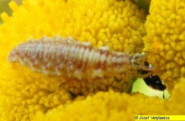 Neerbeekvallei Bissegem     Jozef Verplaetse