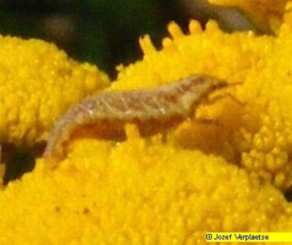 Neerbeekvallei Bissegem     Jozef Verplaetse