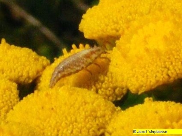 Neerbeekvallei Bissegem     Jozef Verplaetse