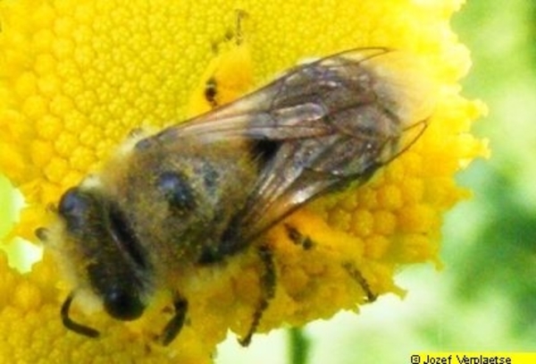 Neerbeekvallei Bissegem     Jozef Verplaetse