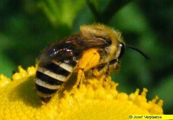 Neerbeekvallei Bissegem     Jozef Verplaetse