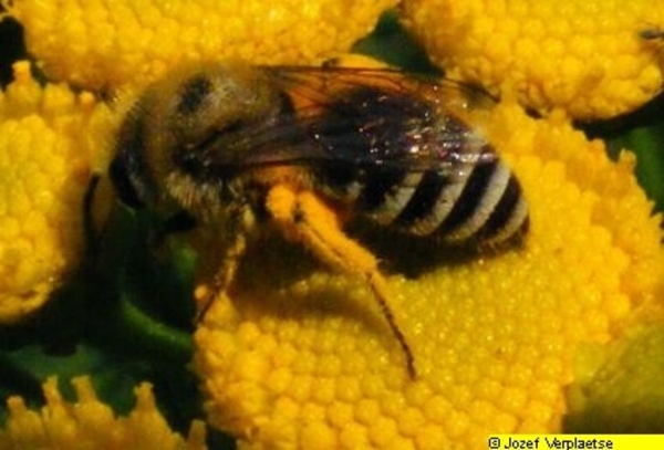 Neerbeekvallei Bissegem     Jozef Verplaetse