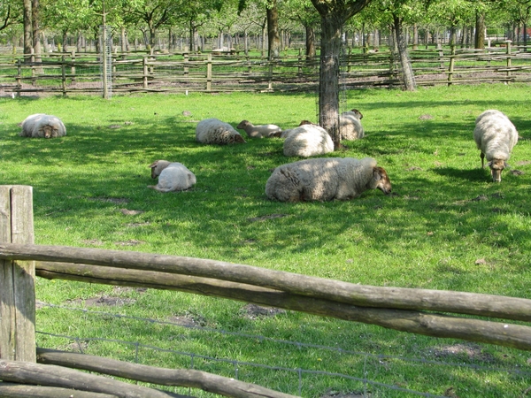 Bokrijk 21-04-2009 132
