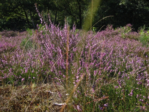 in de Hoorneboegse Heide (ten zuiden van Hilversum)
