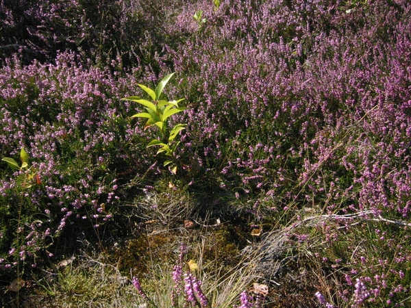 De heide in bloei