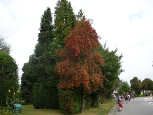 09.09.06.MERELBEKE.OVERLADEN MET BESSEN