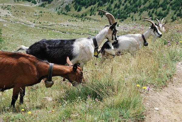 Saas-Fee 2009 1 054