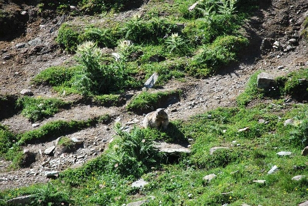 Saas-Fee 2009 1 063