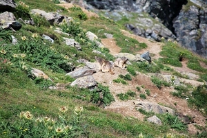 Saas-Fee 2009 1 065