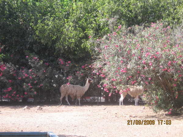 agadir 075