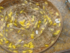 DSC03184